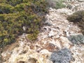 Stony soil, covered with shrubs and moss. Cyprus, Mediterranean Sea coast. Subtropical plants of Cyprus. Royalty Free Stock Photo