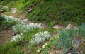 Stony stairs in the green garden Royalty Free Stock Photo