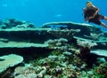 Stony Table Coral in Majuro Bay, Marshall Islands