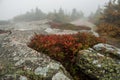 Stony terrain with berries among the stones. On the adnem plan, huge fir-tree in the fog. Rainy foggy cloudy autumn day. Royalty Free Stock Photo