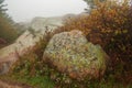 Stony terrain with flowers among the stones. Rainy foggy cloudy autumn day. Acadia National Park in autumn. USA. Maine. Royalty Free Stock Photo