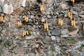 Stony wall background and corn cobs hanging on it Royalty Free Stock Photo