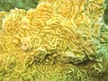 Stony yellow coral Royalty Free Stock Photo