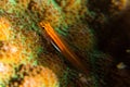 stonycoral ghostgoby, goby Royalty Free Stock Photo