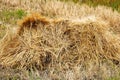 A stook of barely piled together for harvest Royalty Free Stock Photo