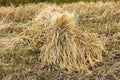 A stook of barely piled together for harvest Royalty Free Stock Photo