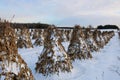 Stooked corn stalks lined up in the field on a peaceful evening in the snow Royalty Free Stock Photo