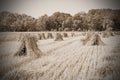 Stooks of corn standing in a field. Photo made to look vintage.