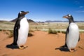 Global Warming - Penguin Habitat - two penuins living in desert (of Namibia). Stop global warming and melting of ice. Royalty Free Stock Photo