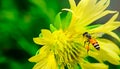 Stop motion bee flight. bugs airspace. yellow flowers