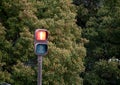 Stop red light traffic sign in a forest Royalty Free Stock Photo