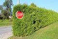 Stop road sign mounted on tall metal pole at end of very dense light green hedge surrounded with grass and road with trees and Royalty Free Stock Photo