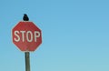 Stop sign with crow Royalty Free Stock Photo
