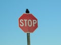 Stop sign with crow on top Royalty Free Stock Photo