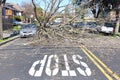 Stop sign on road with fallen tree behind it shattered on street Royalty Free Stock Photo