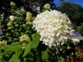 White Garden Hydrangeas Royalty Free Stock Photo