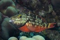 Stoplight Parrotfish on Caribbean Coral Reef Royalty Free Stock Photo