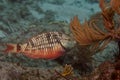 Stoplight Parrotfish Initial Phase Sparisoma Viride in Reef with Copy-Space Royalty Free Stock Photo