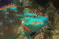 Stoplight Parrotfish at Night