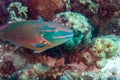 Stoplight parrotfish Sparisoma viride Bonaire, Leeward Islands Royalty Free Stock Photo