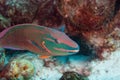 Stoplight parrotfish Sparisoma viride Bonaire, Leeward Islands Royalty Free Stock Photo
