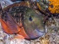 The stoplight parrotfish,Sparisoma viride Royalty Free Stock Photo