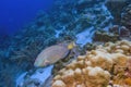 Stoplight parrotfish,Sparisoma viride Royalty Free Stock Photo