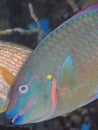 Stoplight parrotfish ,Sparisoma viride Royalty Free Stock Photo