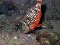 A Stoplight Parrotfish (Sparisoma viride) Royalty Free Stock Photo