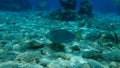 Stoplight parrotfish (Sparisoma viride) undersea, Caribbean Sea, Cuba Royalty Free Stock Photo