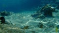 Stoplight parrotfish (Sparisoma viride) undersea, Caribbean Sea, Cuba Royalty Free Stock Photo