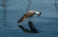 Stopped flying seagull Royalty Free Stock Photo