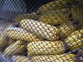 Storage of dry heads of corn.