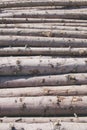 Storage of logs. Logging. Royalty Free Stock Photo
