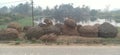 Storage of Paddy straw infront of ponds in jhanjharpur madhubani India