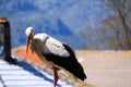 Storch