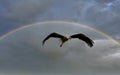 Flying storch in Alsace in France