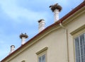 Stork nests on chimneys