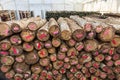 Stored cut logs in white tent in preparation for growing Japanese Shitake mushrooms