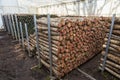 Stored cut logs for growing Shitake mushrooms