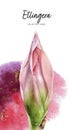 Stories template Pink flower etlingera elatior bud watercolor hand drawn illustration