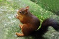 Squirrel gnaws a nut Royalty Free Stock Photo