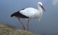 Stork Royalty Free Stock Photo