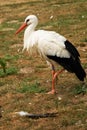 A Stork