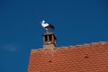 Stork