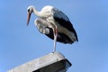 Stork 2