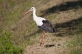 Stork Royalty Free Stock Photo