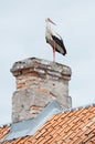 Stork