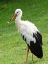 Stork