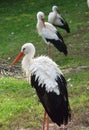 Stork